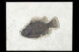 Fossil Fish (Cockerellites) - Green River Formation #179294-1